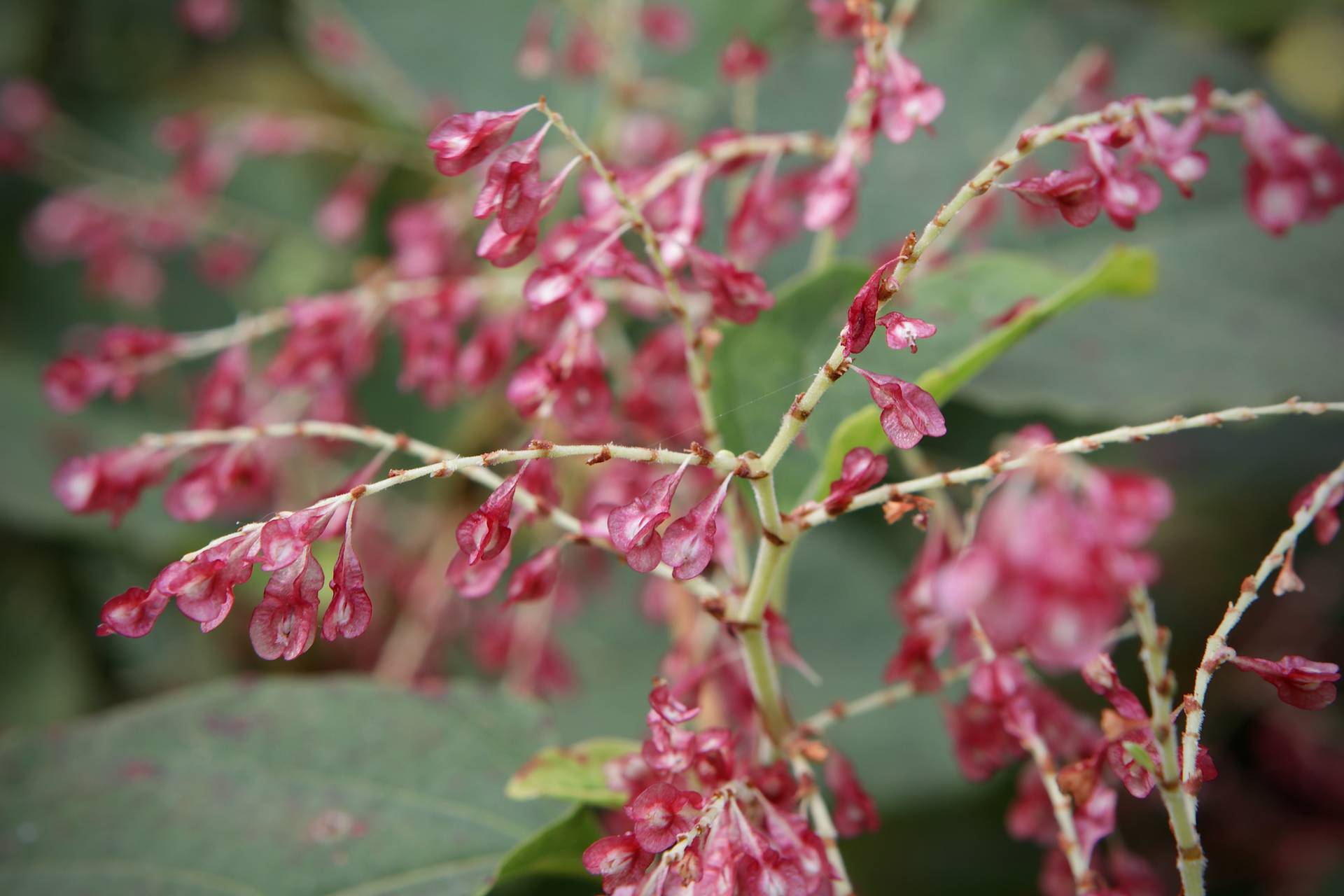 Photo of Japanese Knotweed 'Crimson Beautry'
